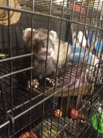 Male Ferret