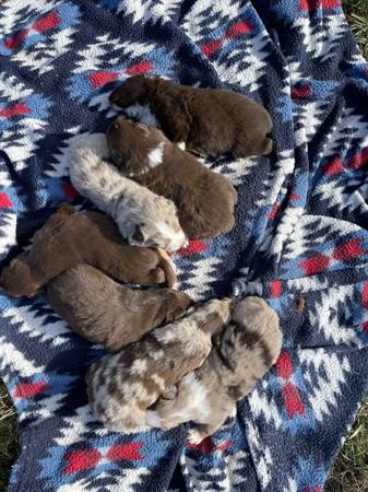 Australian Shepherd Puppies