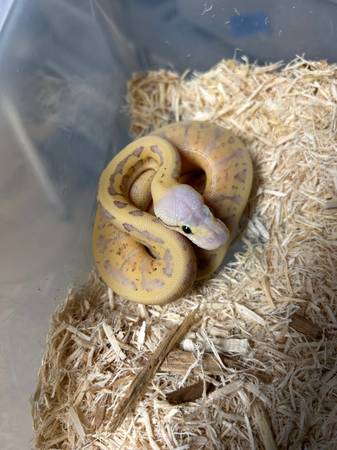 Ball Python Babies