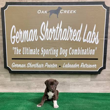 German Shorthaired Lab puppies