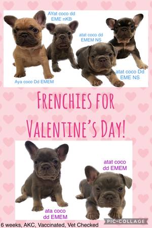 AKC French Bulldog Puppies