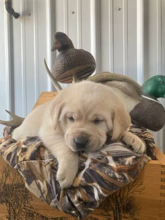 Purebred Lab Puppies