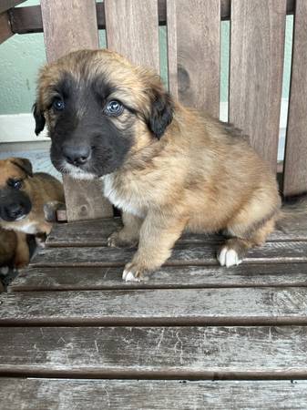 Saint Bernard/German Shepherd Puppies