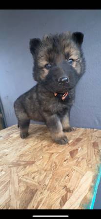 *** AKC, German, shepherds***