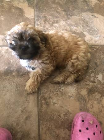 Maltese Shih Tzu Mix puppy