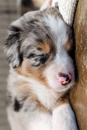 SWEETY Aussie puppy