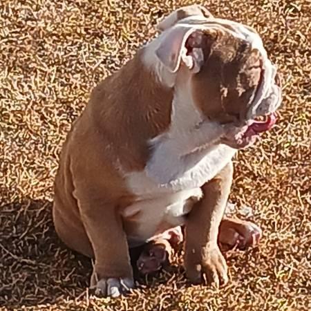 English bulldog rehoming