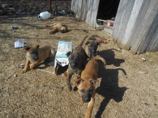 Rehoming Dutch Shepherd cross Puppies