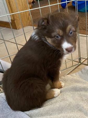 Australian shepherd standard female