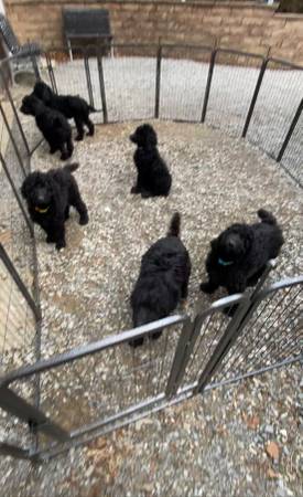 Standard Poodle Puppies -rehoming fee applies