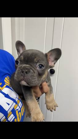 french bulldog pups