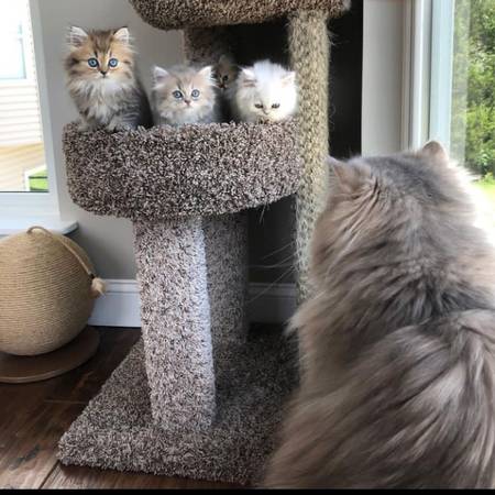 Doll-face Persian kittens