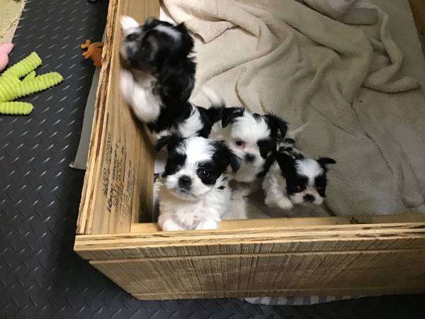 Small Puppies