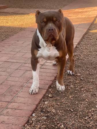 1 year old Male Chocolate tri xl bully