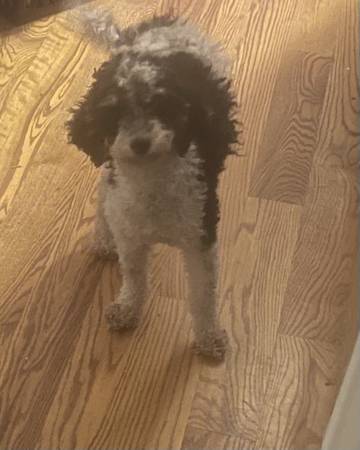 Female Mini Poodle 2 Yrs old