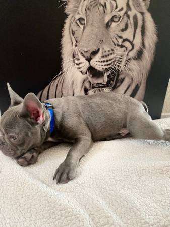 Blue frenchie akc