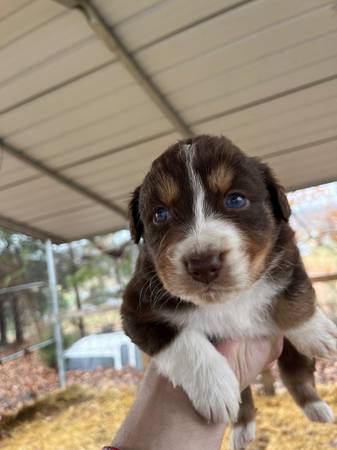 Australian Shepherd puppies