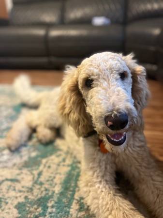 Goldendoodle