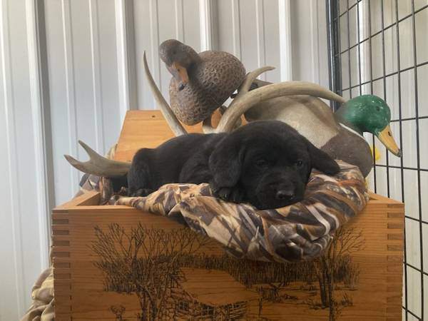 Purebred Lab Puppies