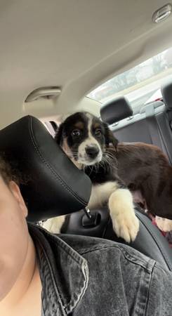 Australian shepherd puppy