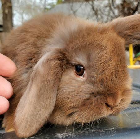 Holland lop bunny rabbits