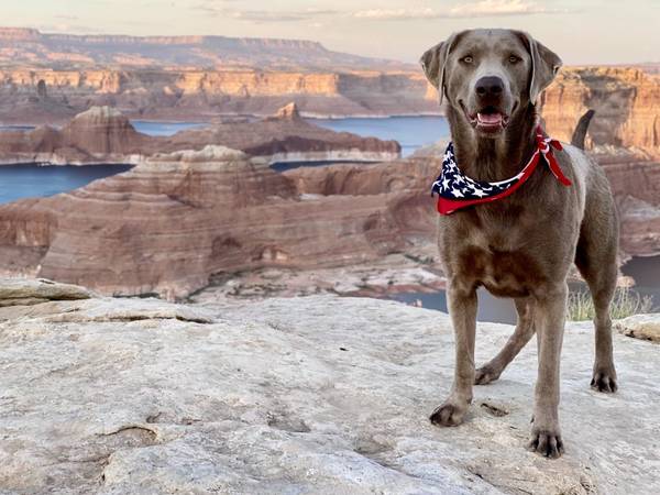 Lost silver lab dog