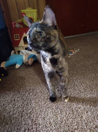 Tortoiseshell Cat