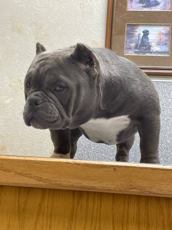 Wonderful Female Micro Bully