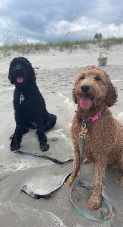 CKC Registrable Goldendoodles 650 pay at pickup only South Boston