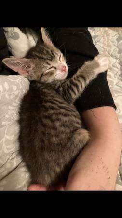 Dobbie 3 month old calico female