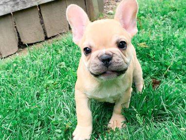 french bulldog pups