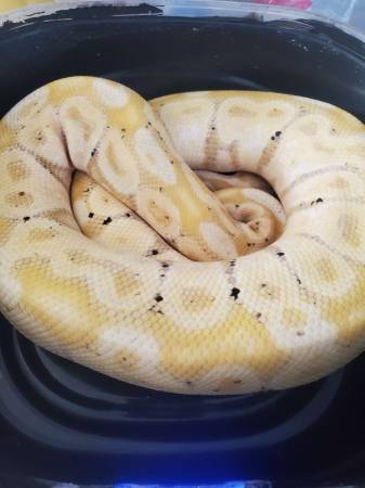 Banana pastel ball python