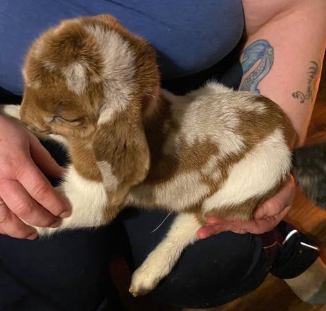 Boer bottle babies