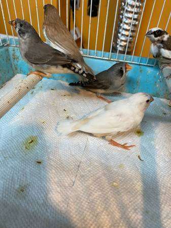 gouldian finches society finches and zebra finches