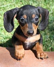 ISO Small Dachshund puppy