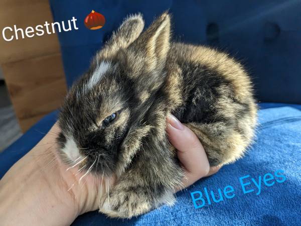 Lion Head mix Baby Bunny Rabbit