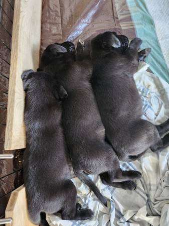 lab puppies