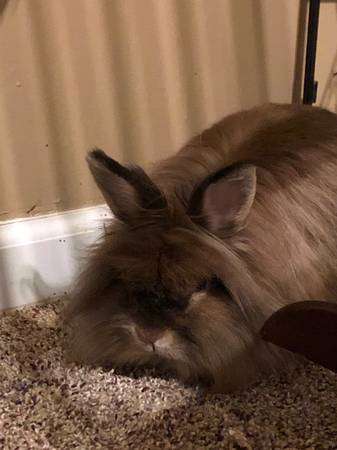 Lionhead rabbit