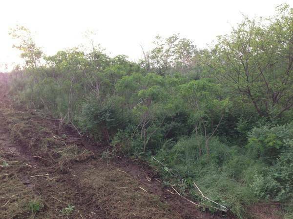 Land Clearing – Tree Trimming