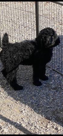 Standard Poodle Puppies -rehoming fee applies