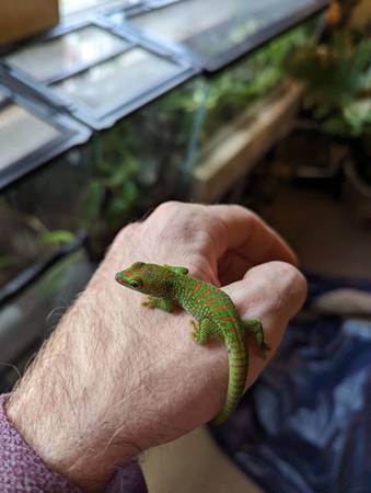 Giant Crimson Day Geckos