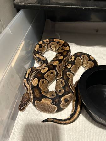 Ball pythons