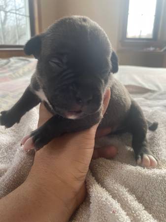 Pocket bully puppies