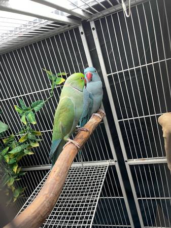 breeding pair of indian ringnecks