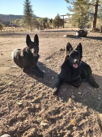 Long coat black German Shepherd