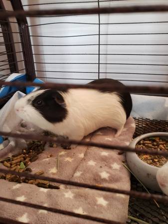 Guinea pig rehoming