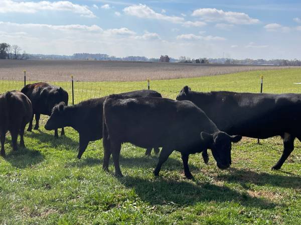 20 Fancy Black Angus Cows