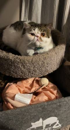 Exotic shorthair female