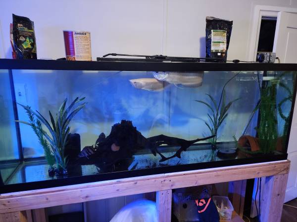 silver and albino arowanas