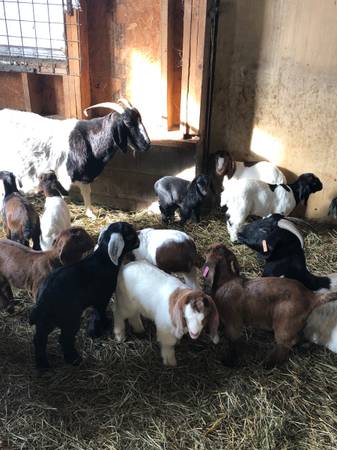 4-H Boer Goat Kids